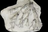 Fossil Crinoid (Eucalyptocrinites) Holdfast - Indiana #154210-1